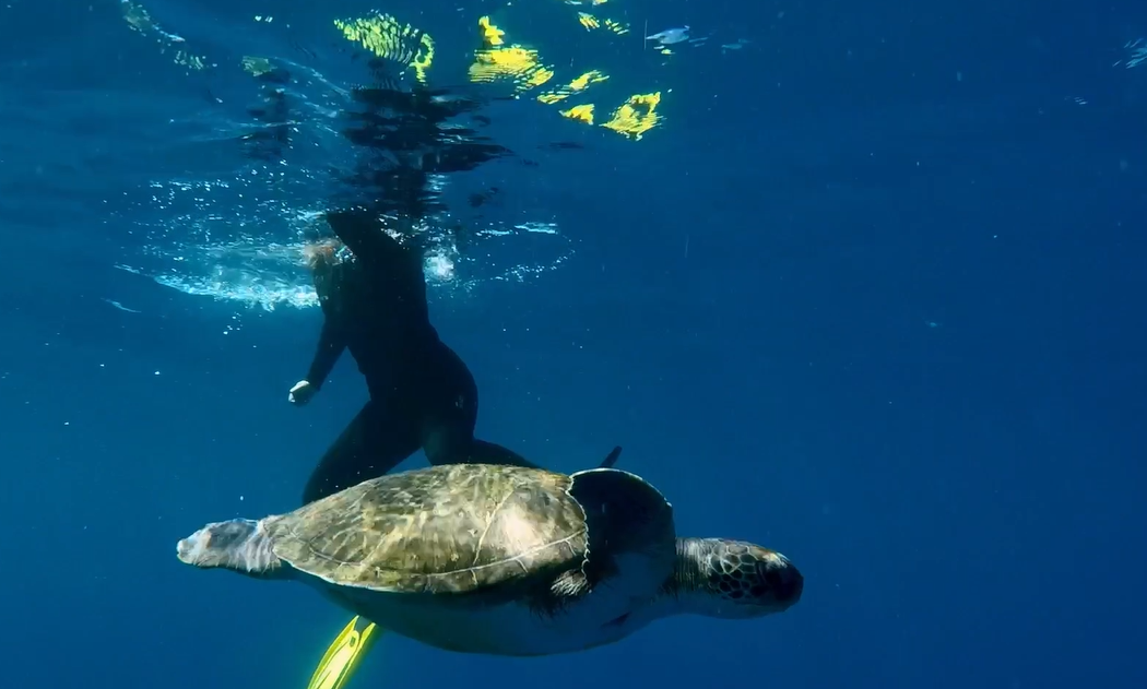 Buceo y Snorkel Big Fish 